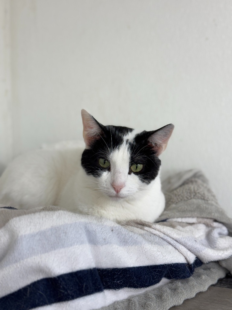 Lida, an adoptable Domestic Short Hair in Hastings, NE, 68901 | Photo Image 1