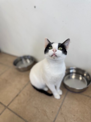 Lida, an adoptable Domestic Short Hair in Hastings, NE, 68901 | Photo Image 1