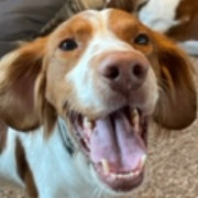 Merle - 10933 - NE, an adoptable Brittany Spaniel in Lincoln, NE, 68507 | Photo Image 1