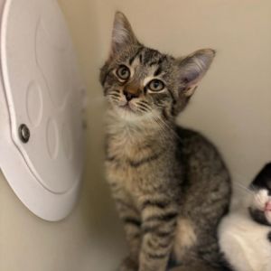 This kitty is available at our adoption center located inside PetSmart Pet Store located at 250 E E