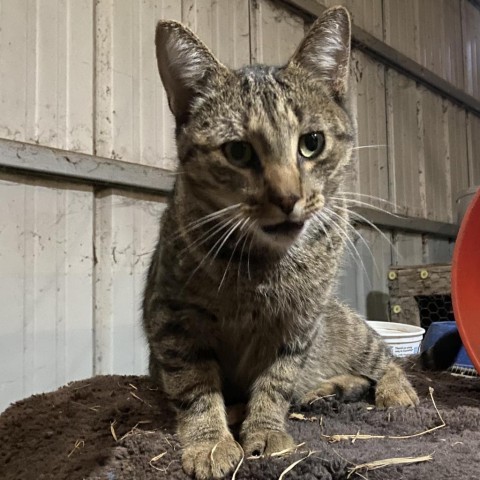 Boomer, an adoptable Domestic Short Hair in Rochester, MN, 55903 | Photo Image 1