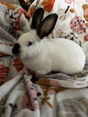 Jersey Wooly Bunny - pets - craigslist