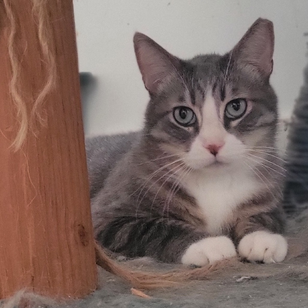 Onis, an adoptable Domestic Short Hair in Rochester, MN, 55903 | Photo Image 1