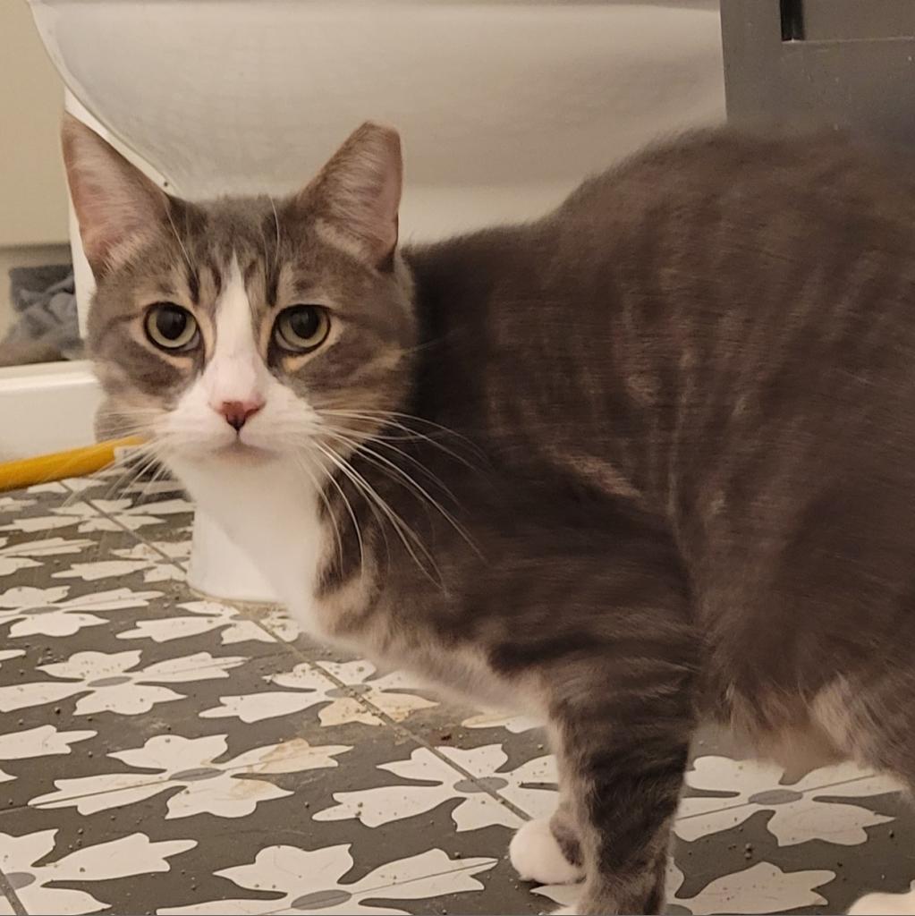 Onis, an adoptable Domestic Short Hair in Rochester, MN, 55903 | Photo Image 2