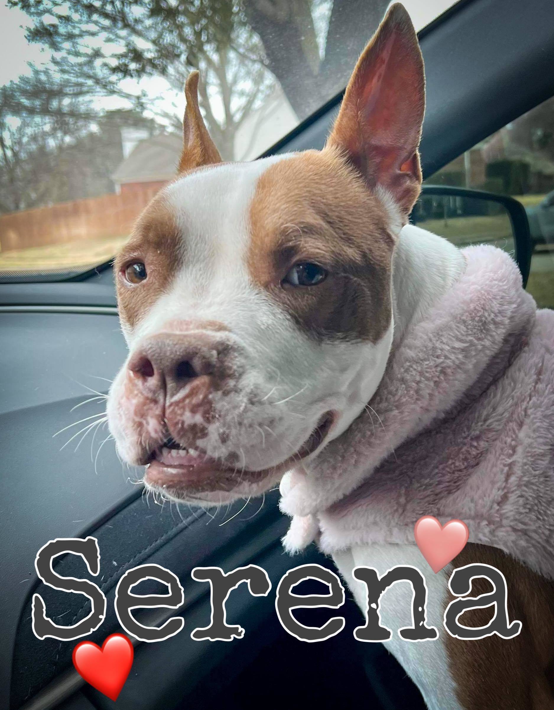 Serena, an adoptable Pit Bull Terrier in Arlee, MT, 59821 | Photo Image 1