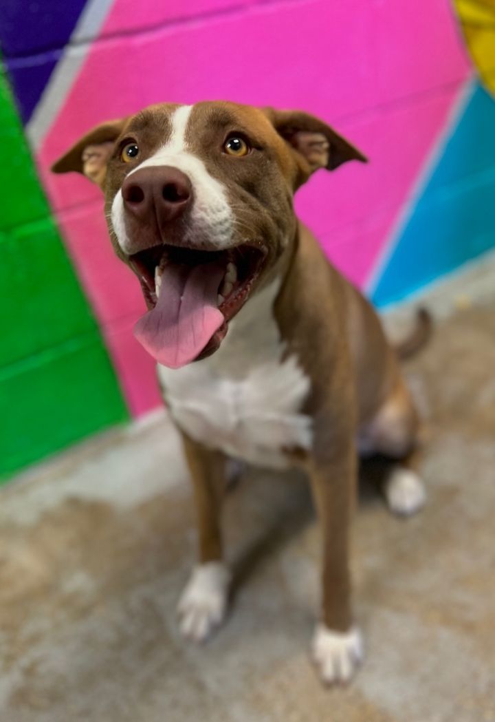 American bulldog cross sales kelpie