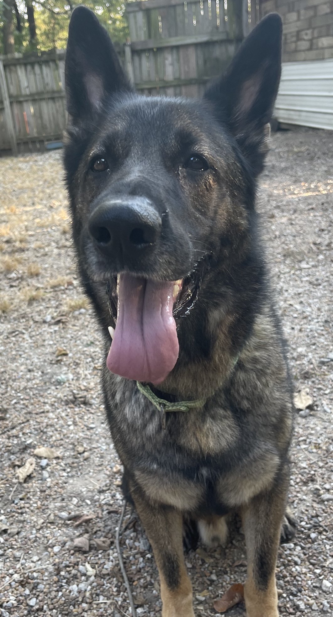 Dog for adoption - Spartacus, a German Shepherd Dog in Leavenworth, KS ...