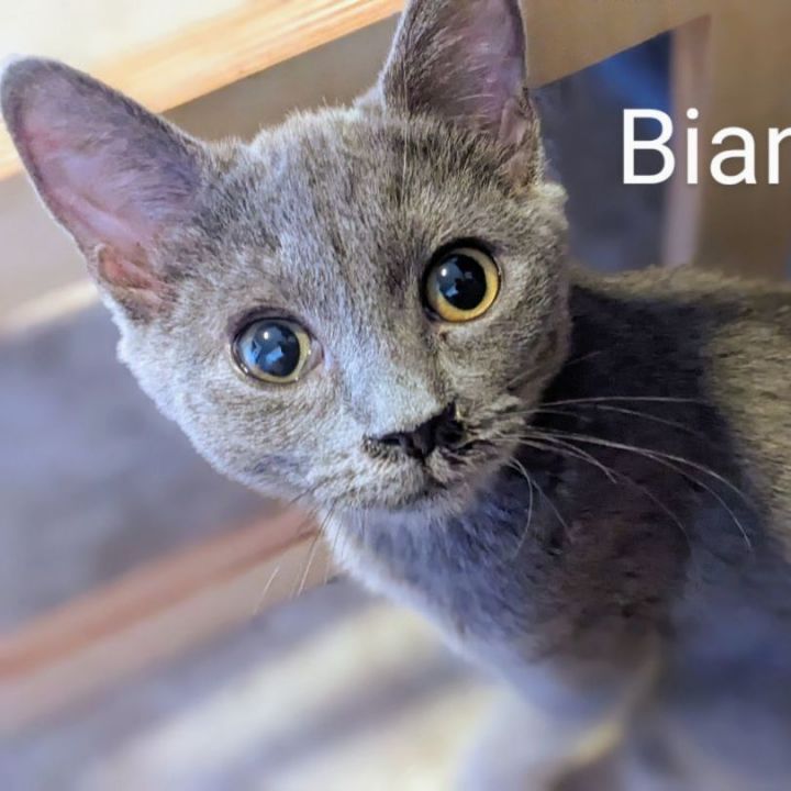 Cats for Adoption - Bianca