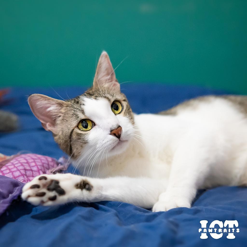 June, an adoptable Domestic Short Hair in Wichita, KS, 67208 | Photo Image 1