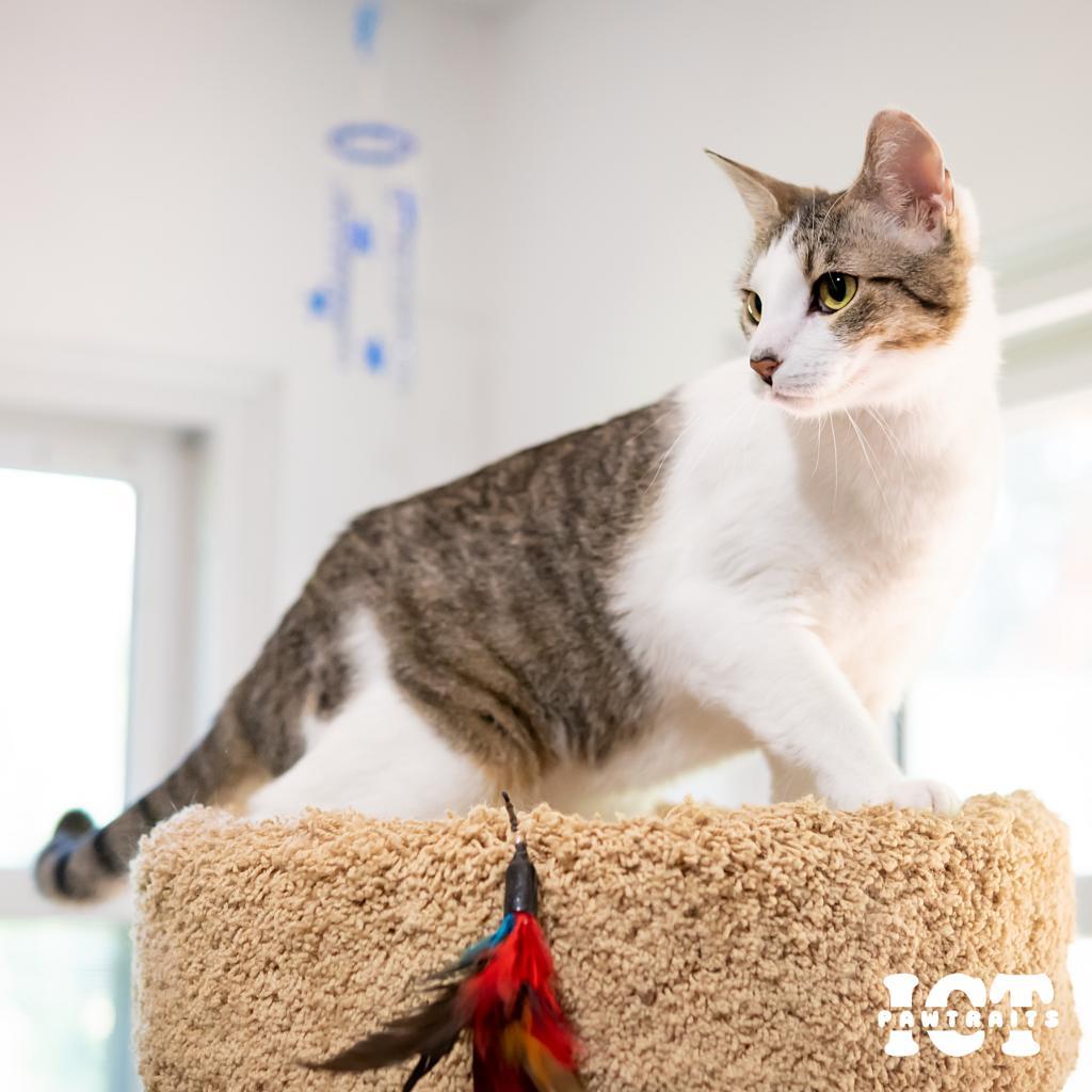 June, an adoptable Domestic Short Hair in Wichita, KS, 67208 | Photo Image 2