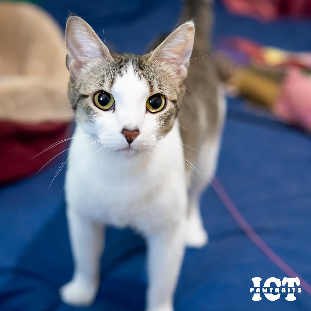 June, an adoptable Domestic Short Hair in Wichita, KS, 67208 | Photo Image 5