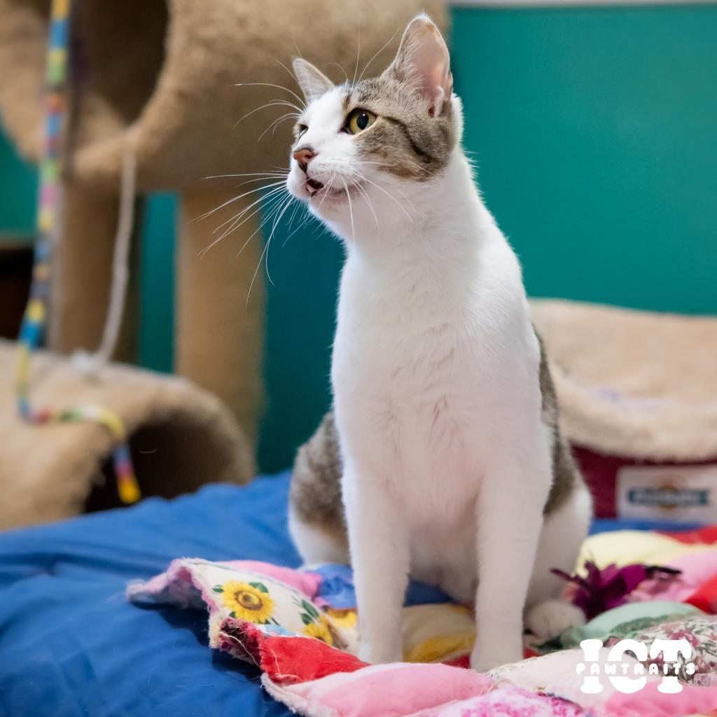 June, an adoptable Domestic Short Hair in Wichita, KS, 67208 | Photo Image 6