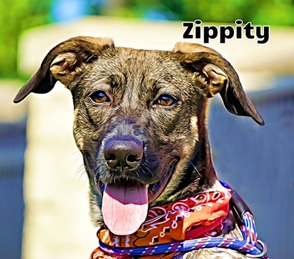 Zippity-Do-Dog
