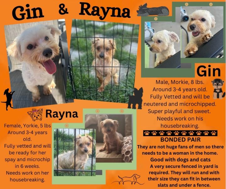 Gin & Rayna…..BONDED PAIR, an adoptable Yorkshire Terrier & Maltese Mix in Scranton, PA_image-3