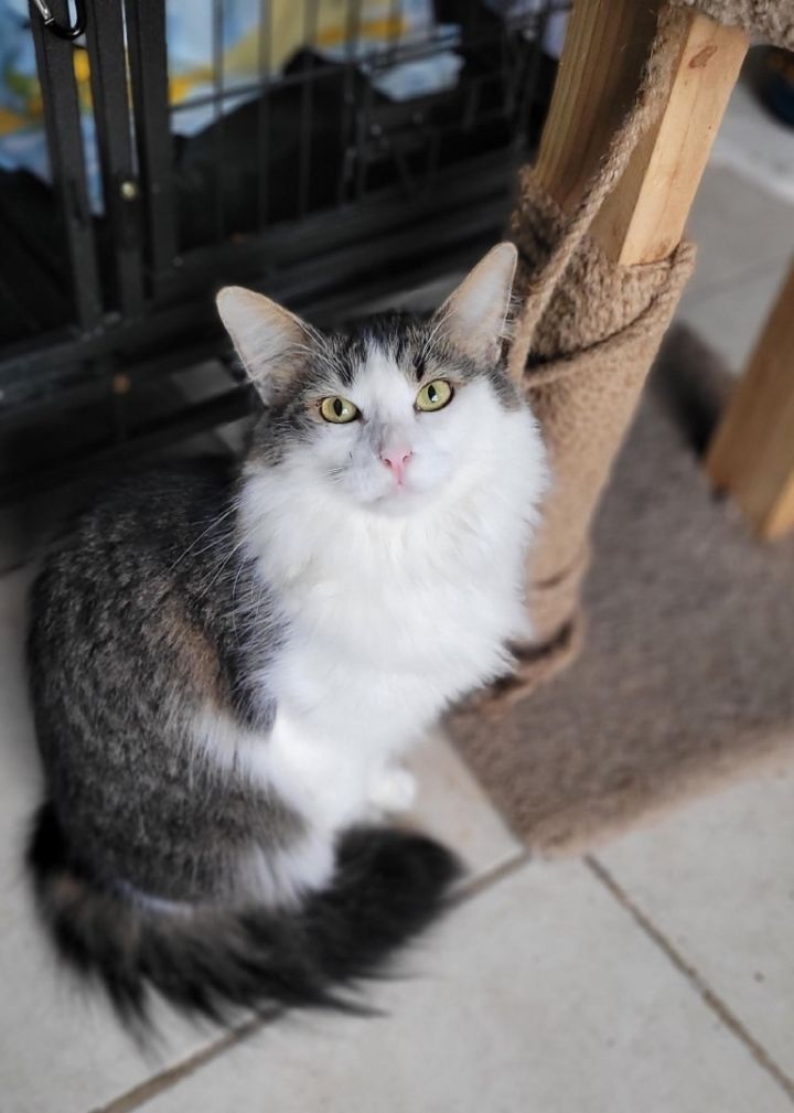 Cat for adoption - Noble Noah , a Domestic Long Hair in Randolph