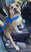 Brutus