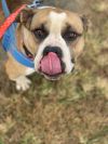 Brutus