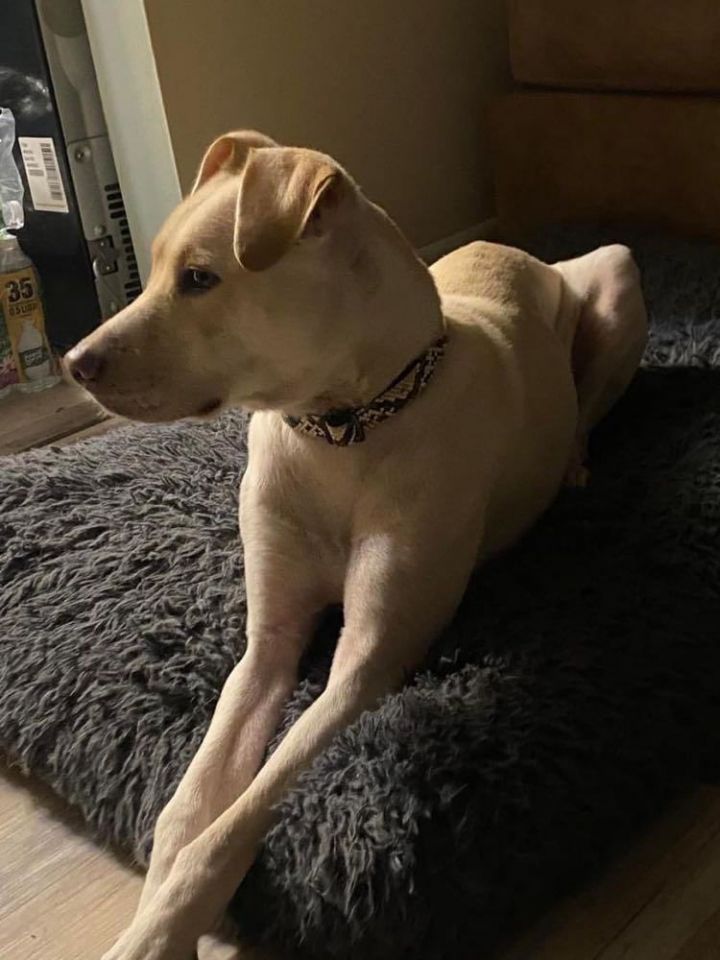 Scully, an adoptable Labrador Retriever Mix in Brunswick, ME_image-2