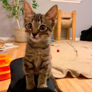 Cat for adoption - Latte Lazalde, a Domestic Short Hair in Denver