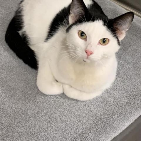 Beanie, an adoptable Domestic Short Hair in Rochester, MN, 55903 | Photo Image 1