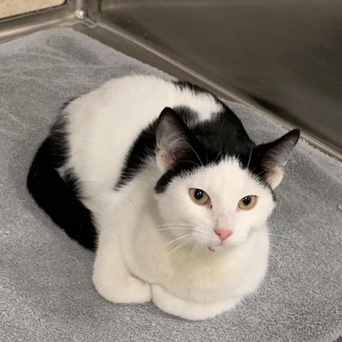 Beanie, an adoptable Domestic Short Hair in Rochester, MN, 55903 | Photo Image 2