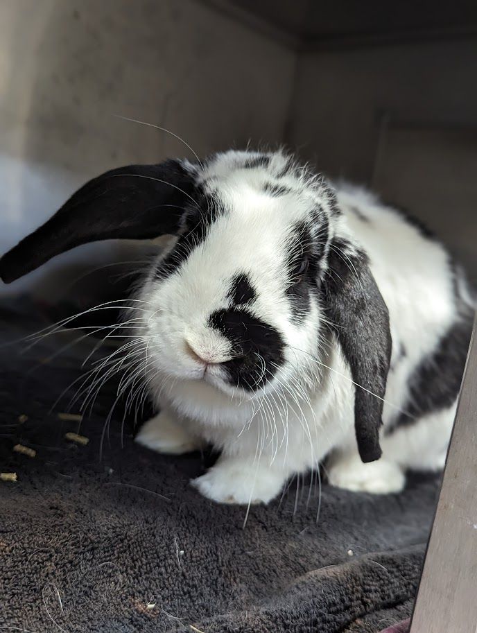 Black best sale english lop