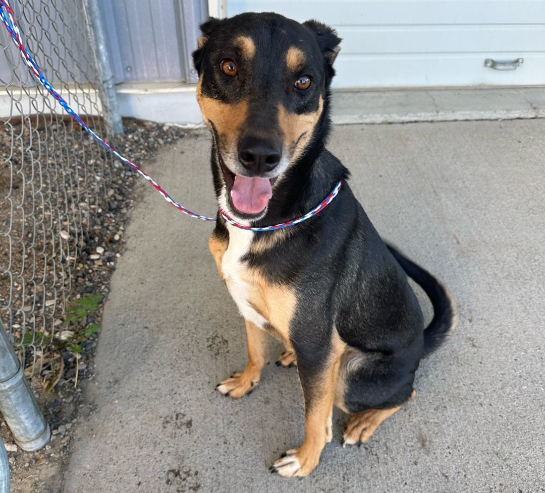 Dog for adoption - 54537027, a Shepherd Mix in Elko, NV | Petfinder