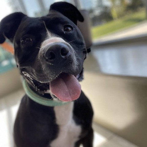 Jake, an adoptable Terrier in West Des Moines, IA, 50265 | Photo Image 1