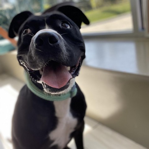 Jake, an adoptable Terrier in West Des Moines, IA, 50265 | Photo Image 2