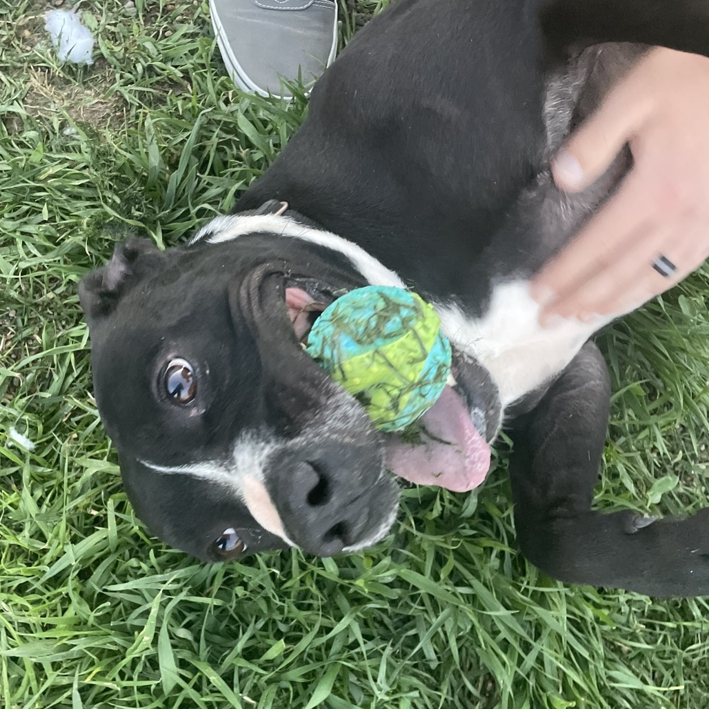 Jake, an adoptable Terrier in West Des Moines, IA, 50265 | Photo Image 4