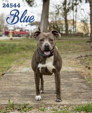 Blue Pit Bull Terrier Dog