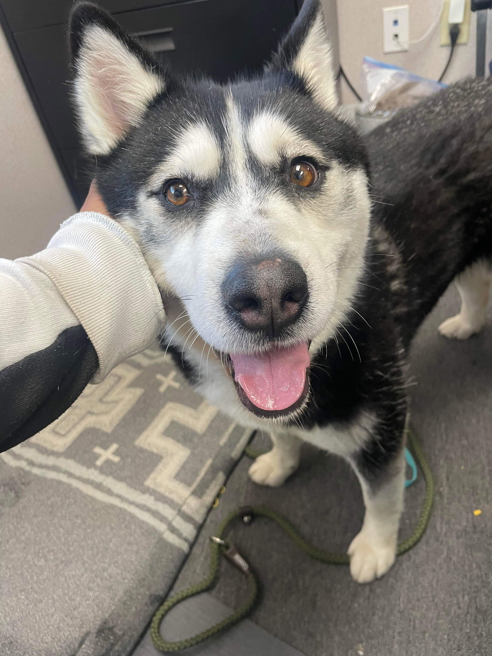 Stella, an adoptable Husky in El Centro, CA, 92243 | Photo Image 1