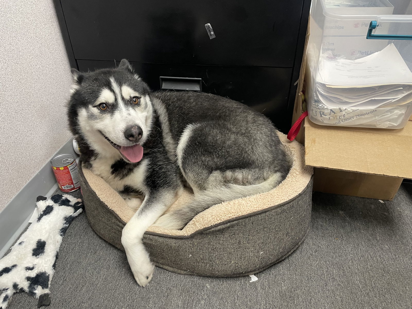 Stella, an adoptable Husky in El Centro, CA, 92243 | Photo Image 2