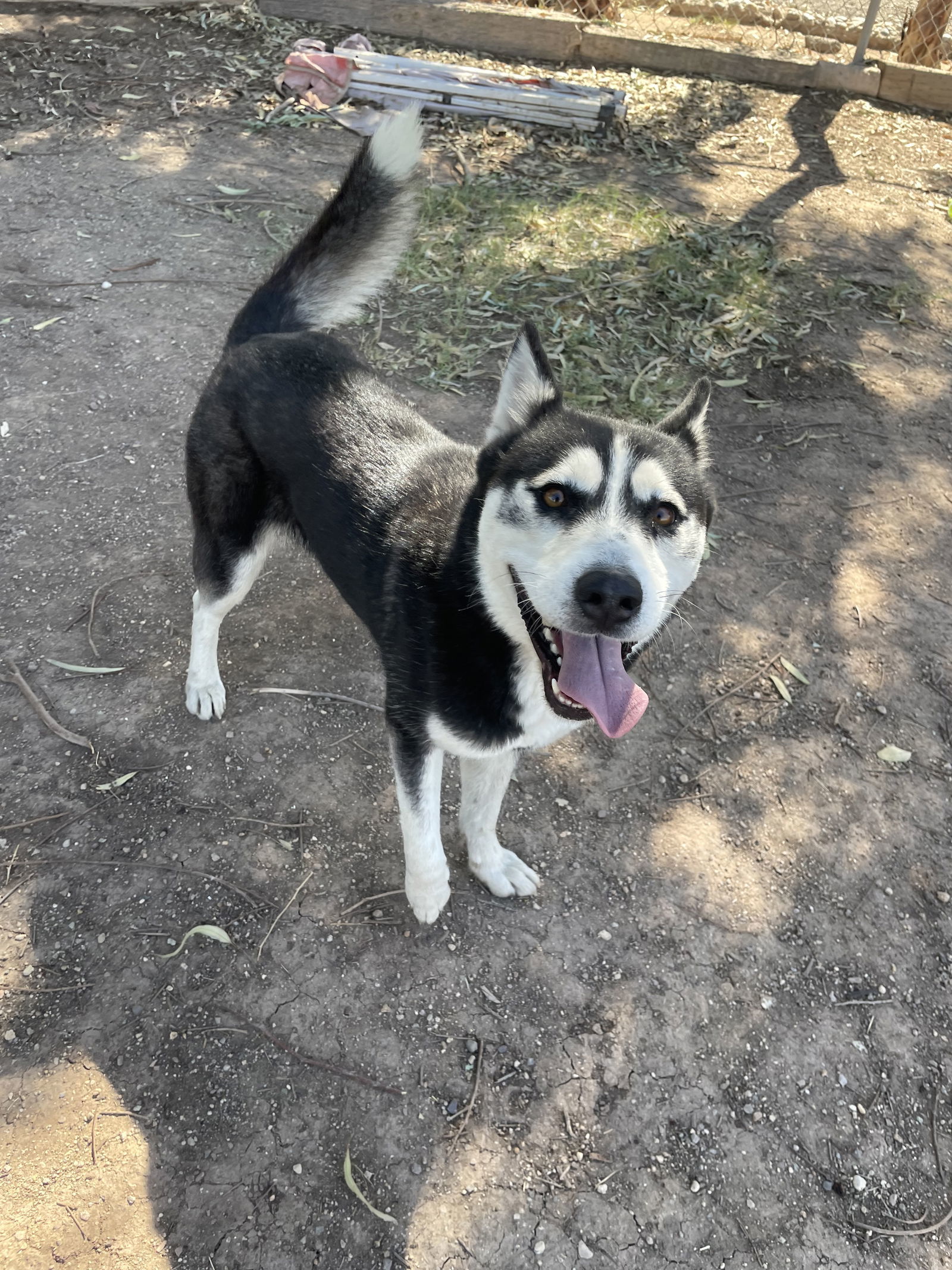 Stella, an adoptable Husky in El Centro, CA, 92243 | Photo Image 3