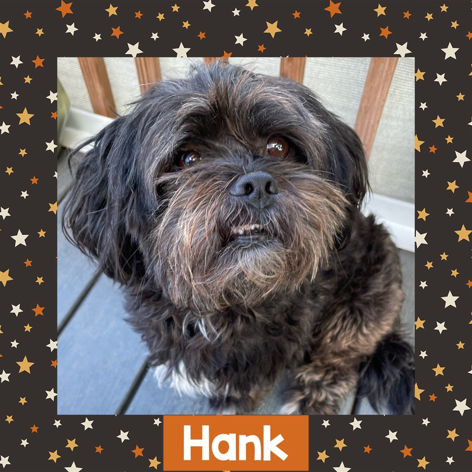 Hank - Animal House Shelter