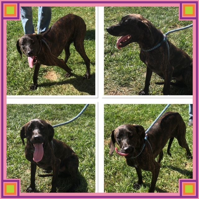 Dog For Adoption - Ruby, A Plott Hound Mix In Buckhannon, Wv 