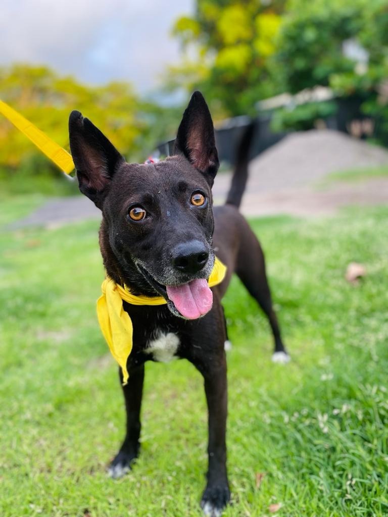 Dog for adoption - Hank, a Mixed Breed in Los Angeles, CA