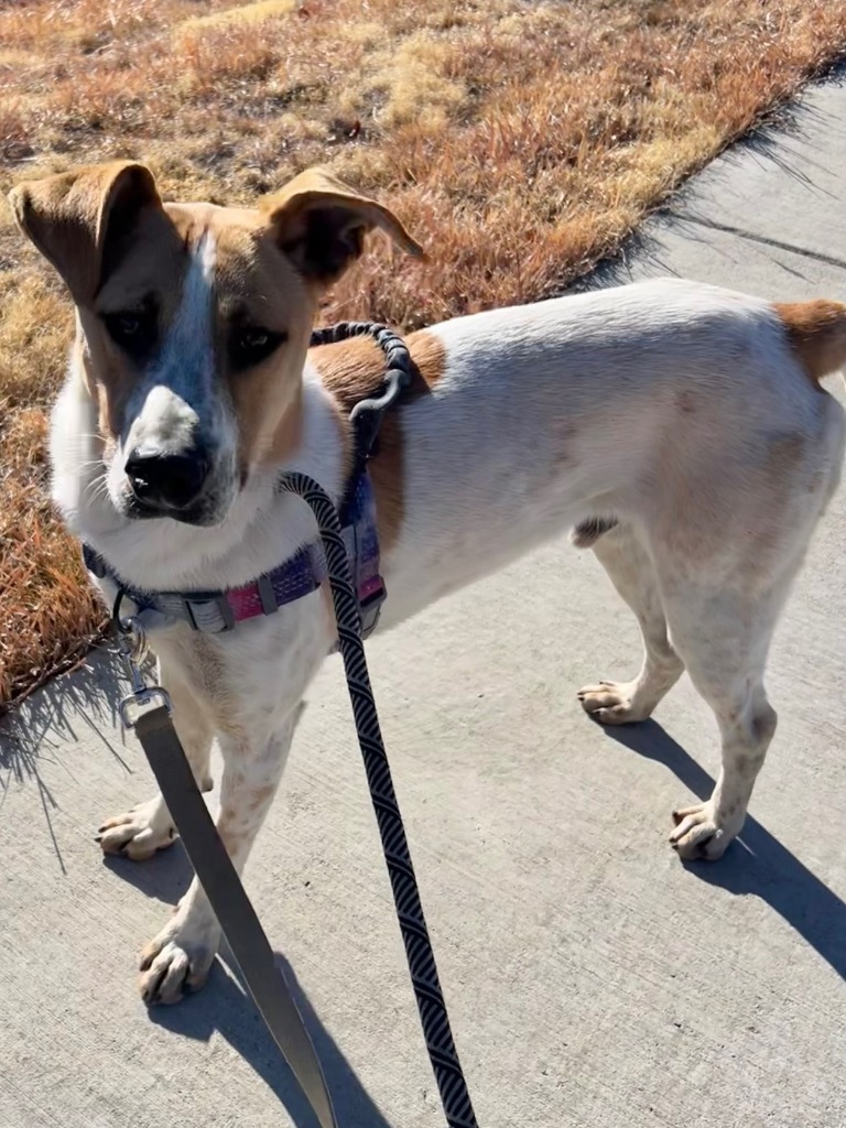 Grish, an adoptable Australian Cattle Dog / Blue Heeler, Labrador Retriever in Fort Lupton, CO, 80621 | Photo Image 1