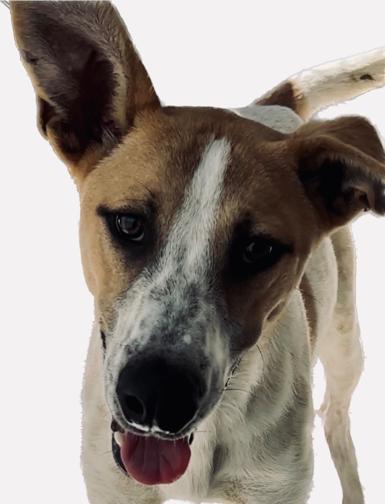 Grish, an adoptable Australian Cattle Dog / Blue Heeler, Labrador Retriever in Fort Lupton, CO, 80621 | Photo Image 2