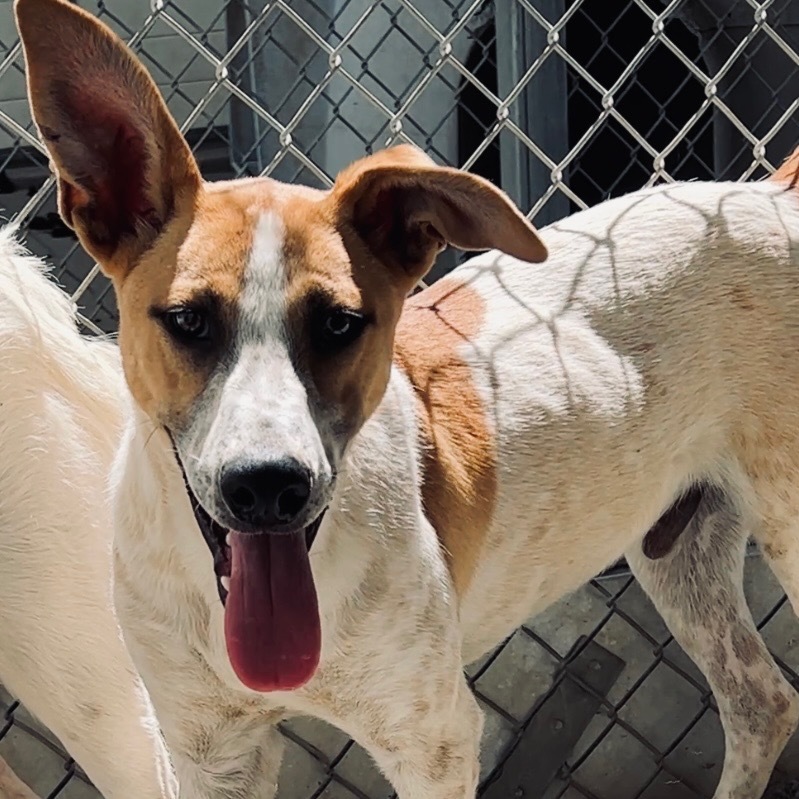 Grish, an adoptable Australian Cattle Dog / Blue Heeler, Labrador Retriever in Fort Lupton, CO, 80621 | Photo Image 3