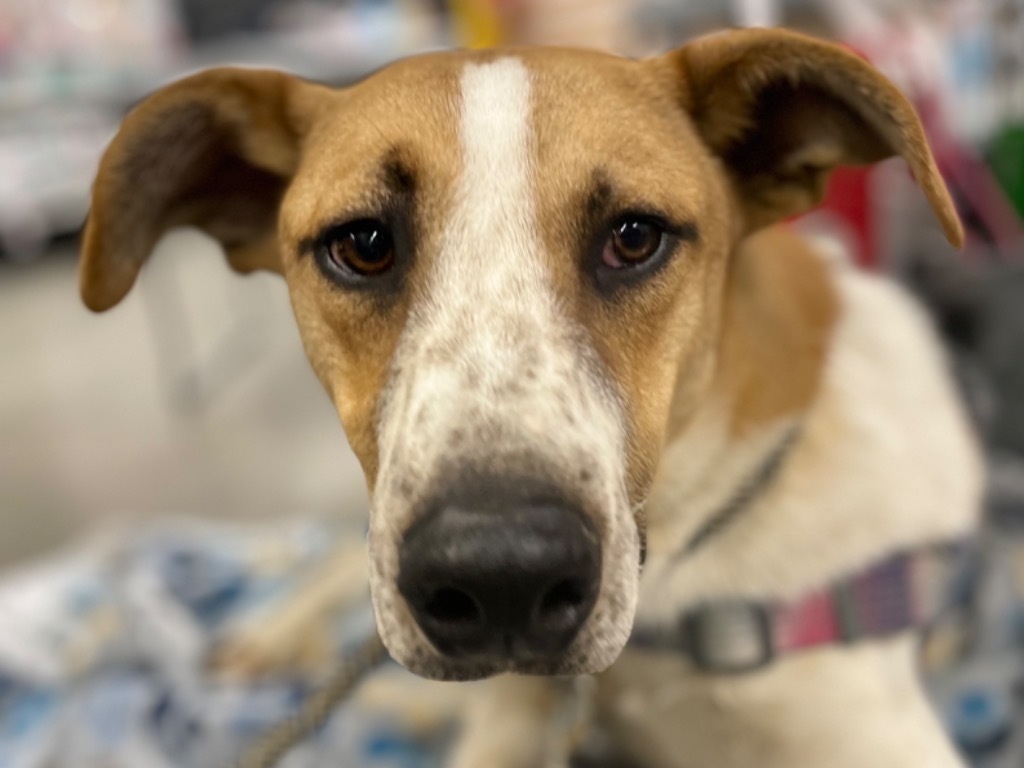 Grish, an adoptable Australian Cattle Dog / Blue Heeler, Labrador Retriever in Fort Lupton, CO, 80621 | Photo Image 4