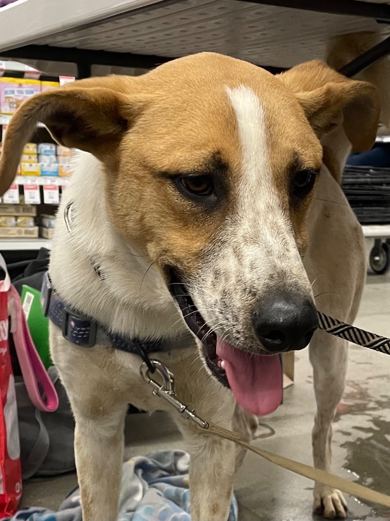 Grish, an adoptable Australian Cattle Dog / Blue Heeler, Labrador Retriever in Fort Lupton, CO, 80621 | Photo Image 5