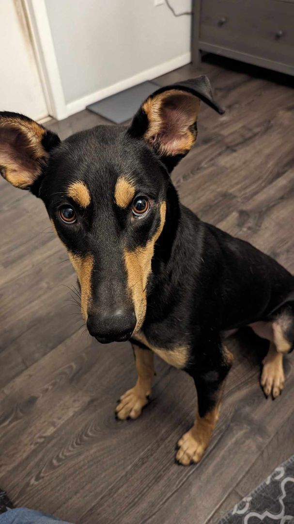 Kelpie store cross doberman