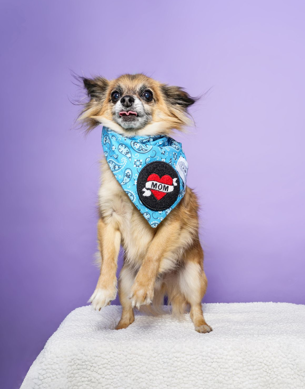 Spellmaster , an adoptable Chihuahua, Papillon in Los Angeles, CA, 90035 | Photo Image 2