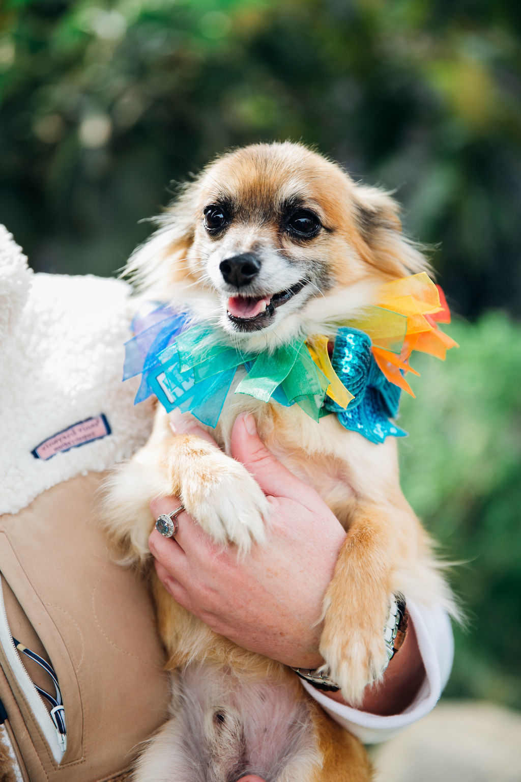 Spellmaster , an adoptable Chihuahua, Papillon in Los Angeles, CA, 90035 | Photo Image 3
