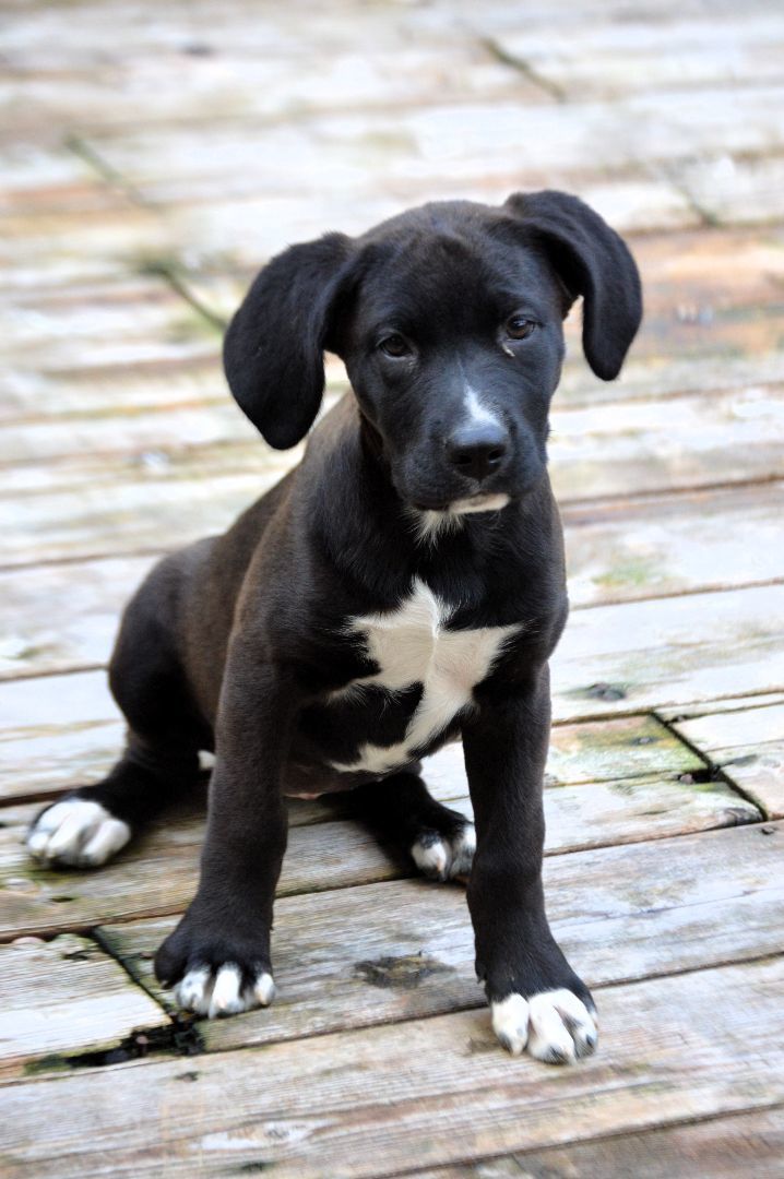 Dog for adoption - Holly, a Boxer & Labrador Retriever Mix in Oakdale ...