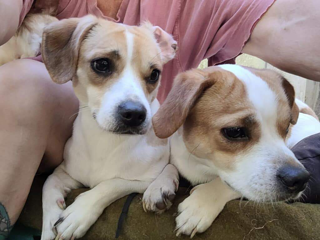 Hunter and Toto (bonded pair)