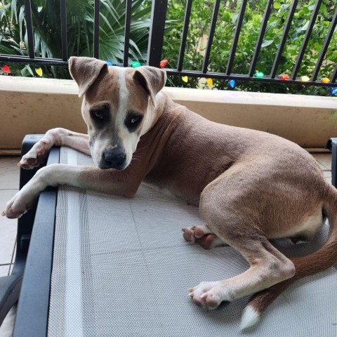 Aaliyah, an adoptable Mixed Breed in Frederiksted, VI, 00840 | Photo Image 1