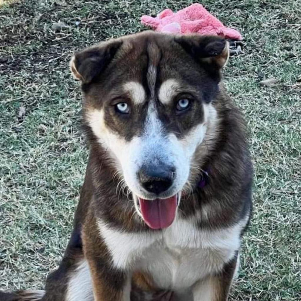 Peyton, an adoptable Shar-Pei, German Shepherd Dog in Phoenix, AZ, 85027 | Photo Image 1