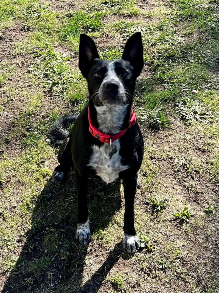 Petfinder 2024 cattle dog